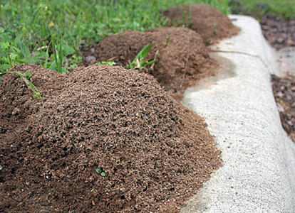 Fire Ant Mounds