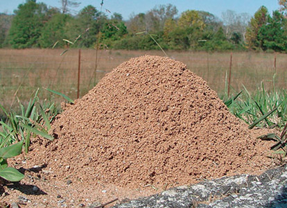 Fire Ant Mound