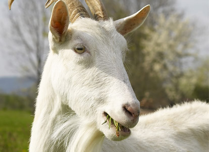 Goat