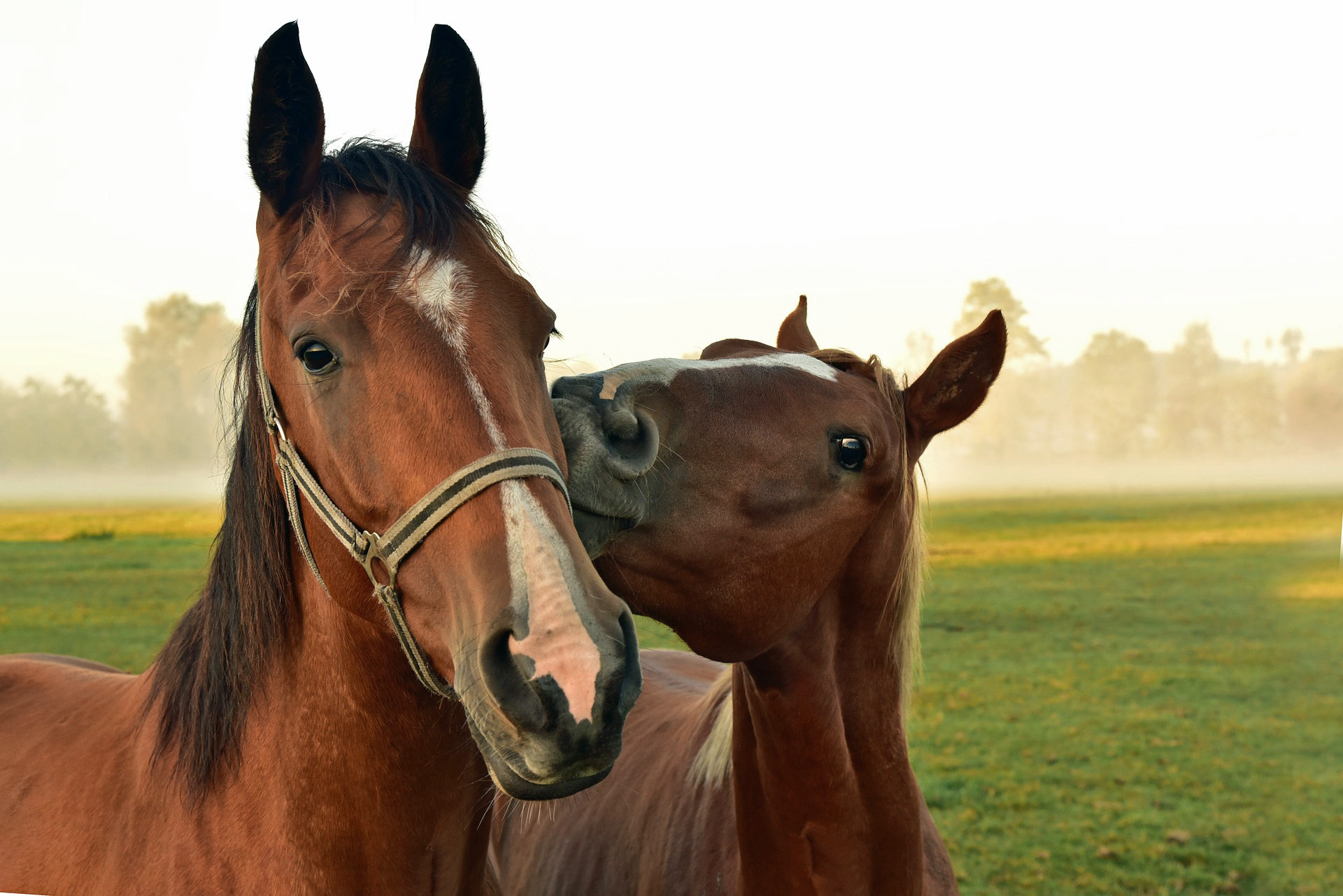 Horses